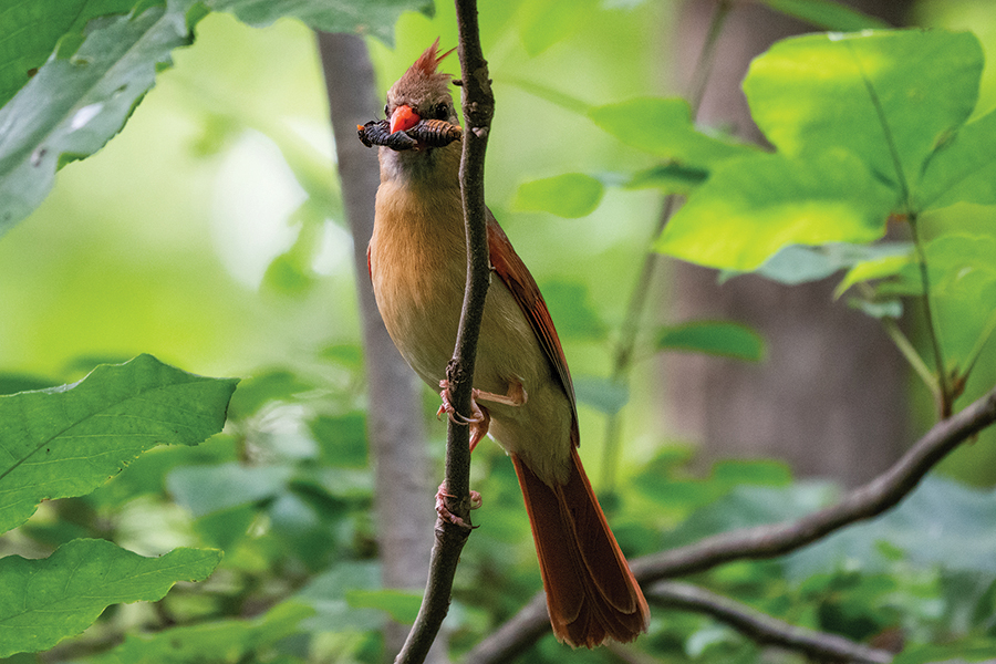 northern-cardinal-BrennanStockAdobe